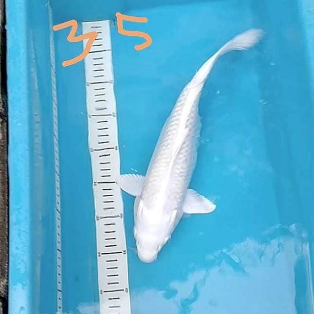 Platinum 35cm Fm