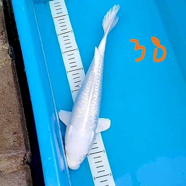 Platinum 38cm M