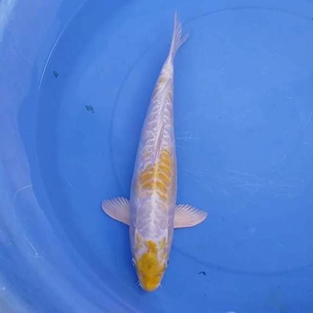Hariwake 39cm