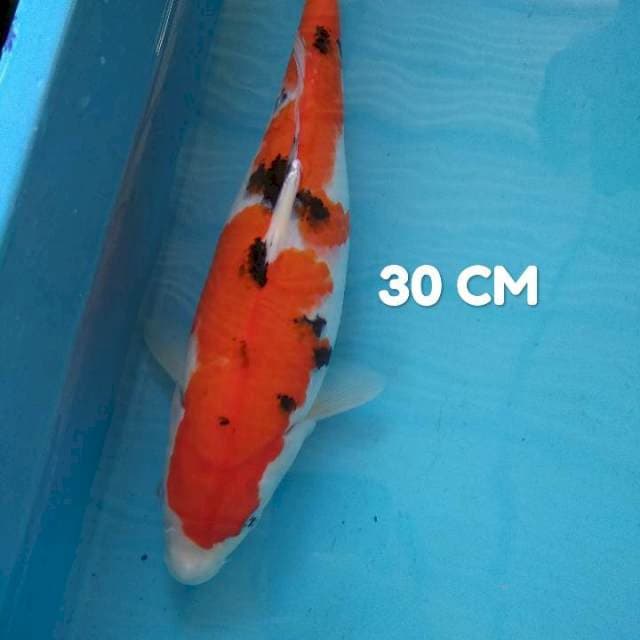 #5. SaNke 30 CM ππ