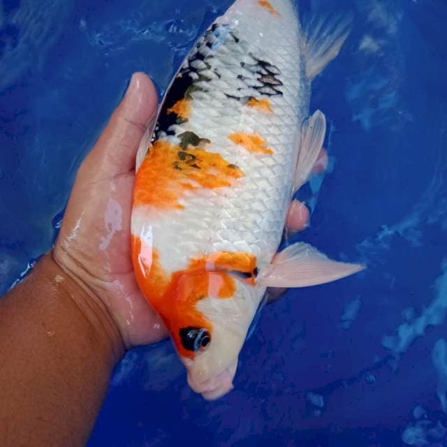 Punuk 40 bu jantan