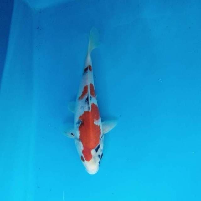 Showa