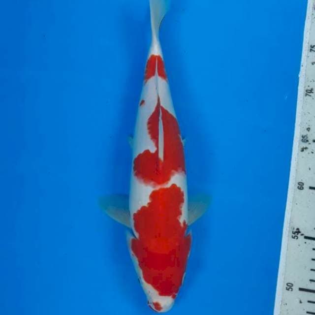 Kohaku original jantan 32cm