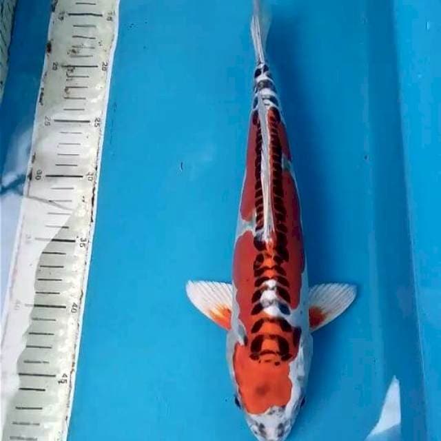 Kujaku Doitsu 33cm