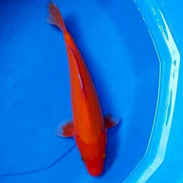 Benigoi Tembus 35cm