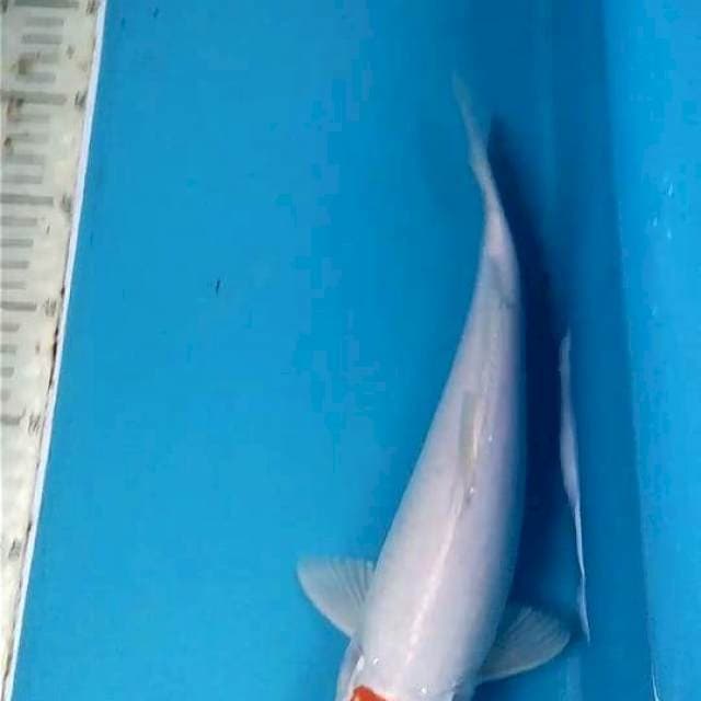 Tancho 30cm