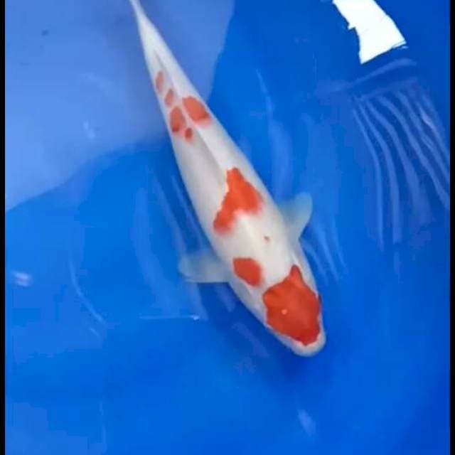 Kohaku maruten 35 cm munuk bulky sex famale