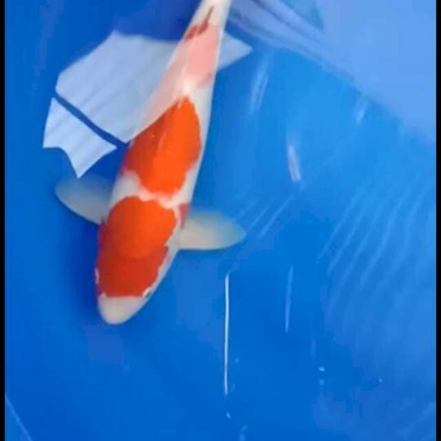 Kohaku 35 cm punuk bulky sex male