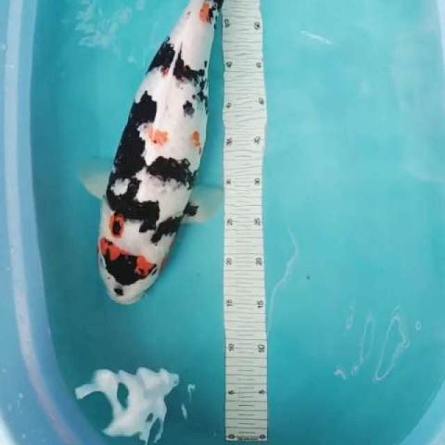 Kindai Showa Antik 52cm, Ori