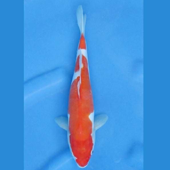Kohaku Doitsu Straight Red