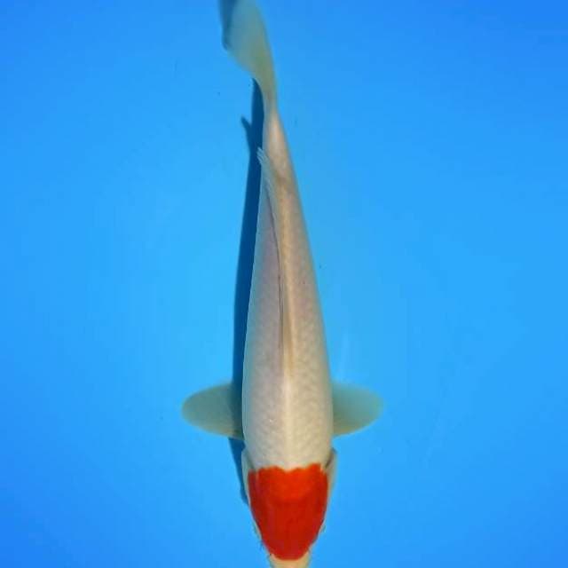ND MENSA 22CM