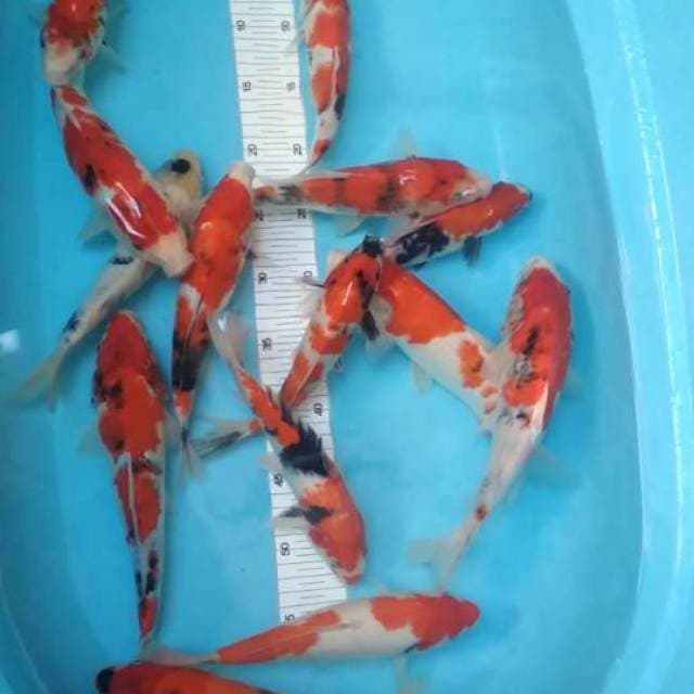 Paket mix 22-27cm 15 ekor