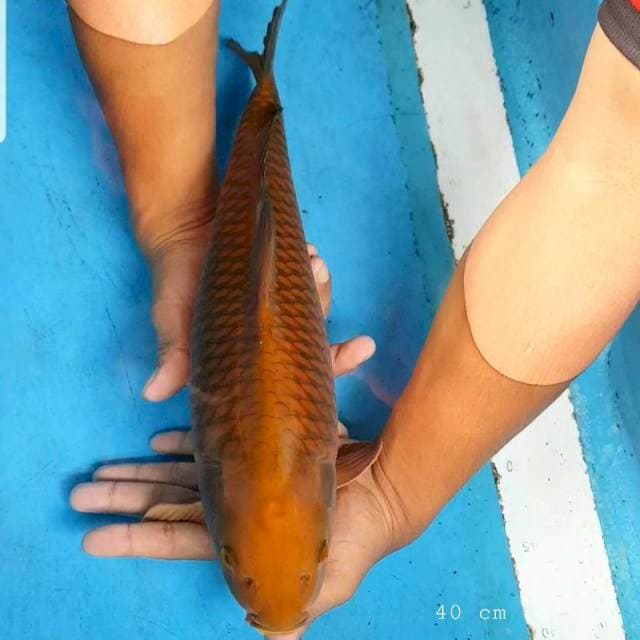 Chagoi jinak 40 cm
