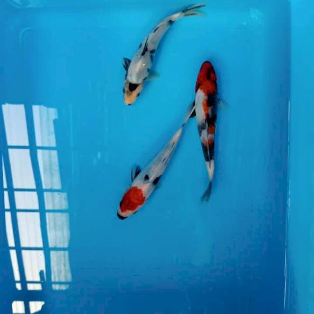 Trio Showa, tc Showa, shiro