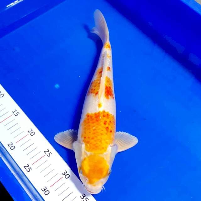 Maruten hariwake 36cm