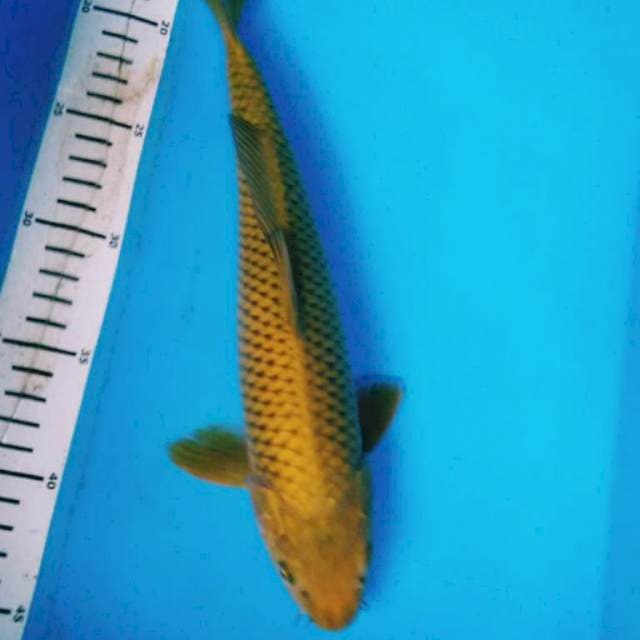 MIDORIGOI 29 cm