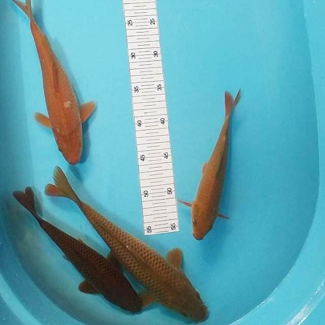 Paket caghoi 22-28cm