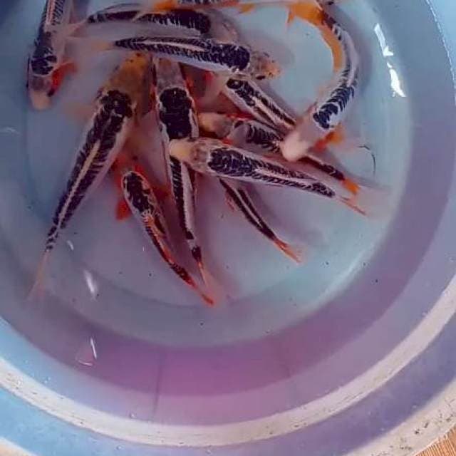 Hana susui paket 13 ekor