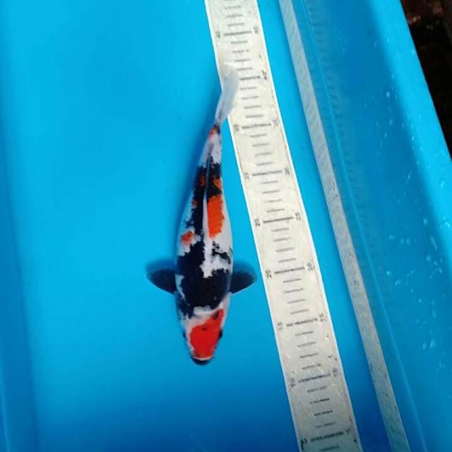 Sowa 26cm