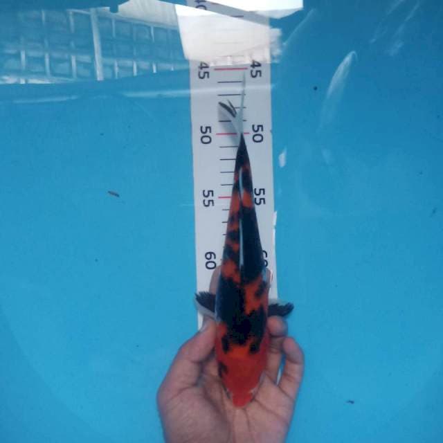 Showa siip 25cm