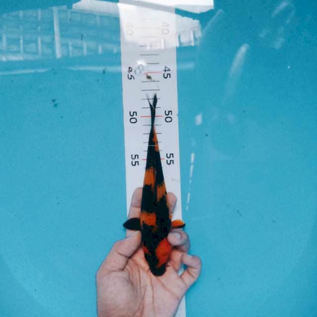 Hi utsuri siip 20cm