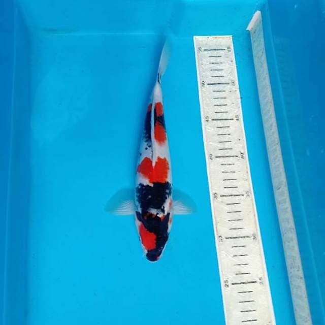 Sowa 27cm