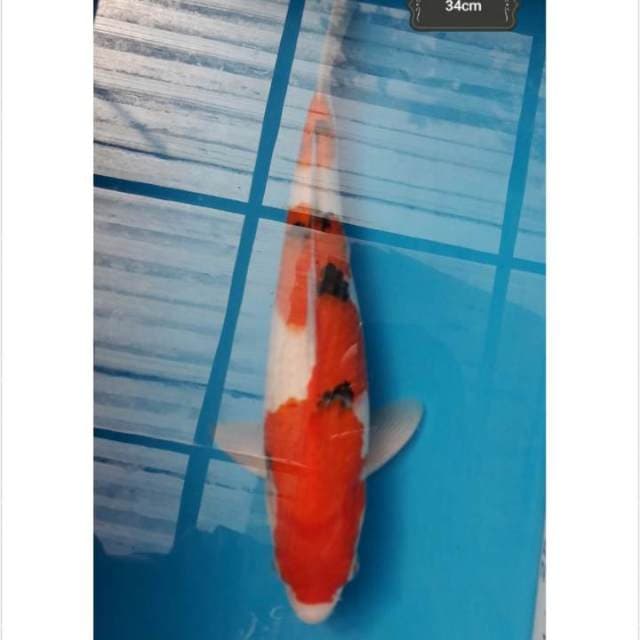Sanke Male 34cm