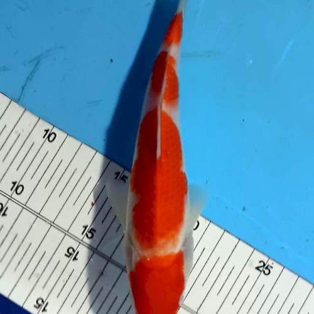 Kohaku 21cm