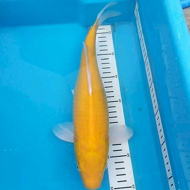 Karasi 36cm Fm