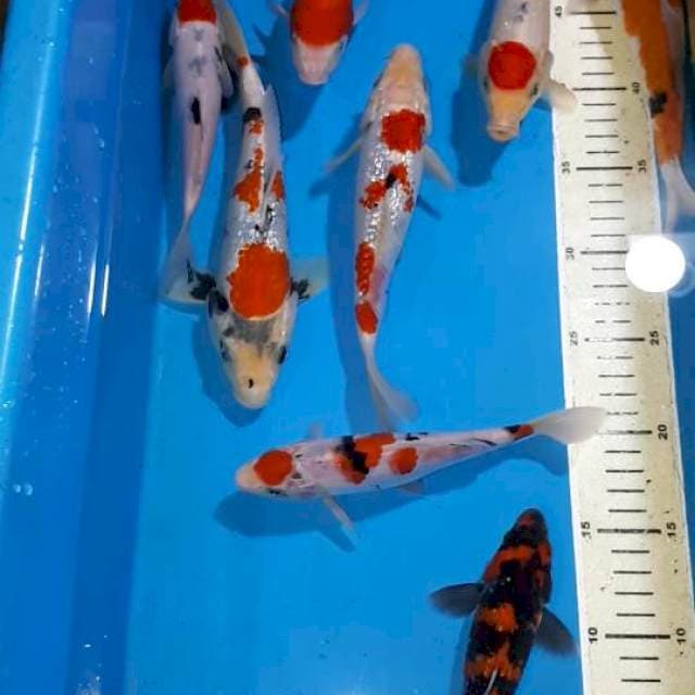 SHOWA SANKE KOHAKU TANCHO GINDRIN 17-25 CM