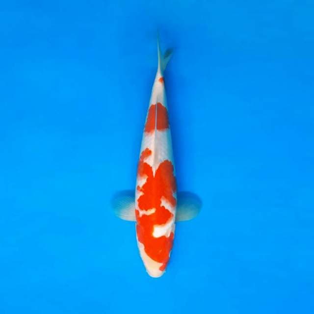 YORY 15 - KOHAKU ®
