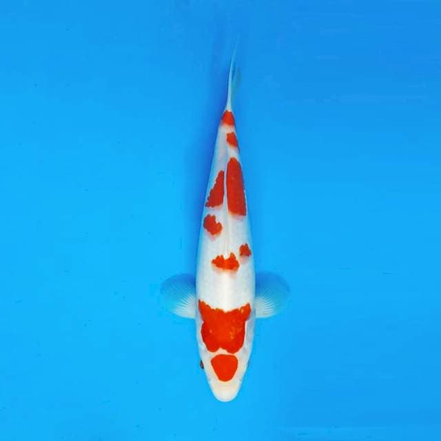 YORY 16 - MARUTEN KOHAKU ®