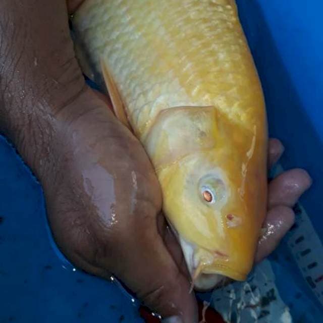 Karashi..mata merah😈36