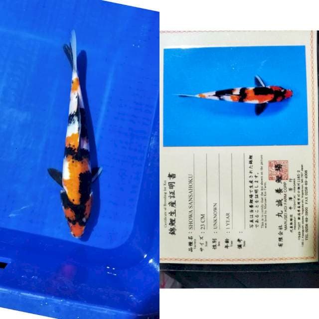Showa marusei