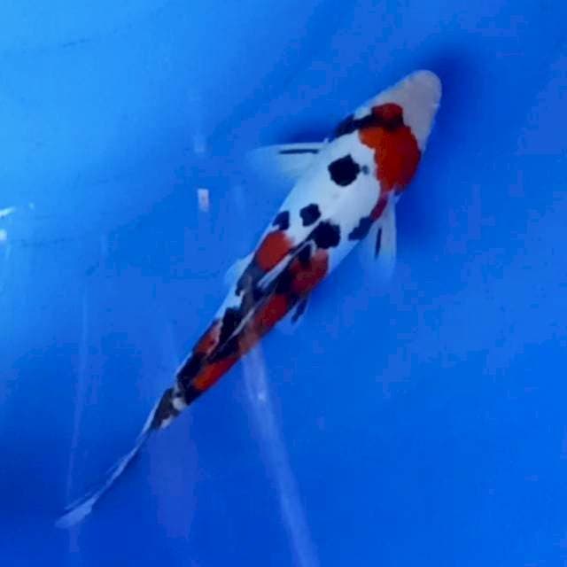 Sanke doitsu strong 26cm