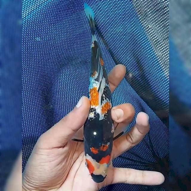 Showa ginrin siip 20cm (sq)