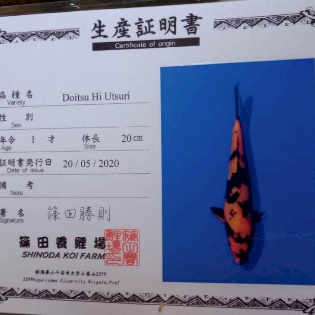 Doitsu hi utsuri shinoda