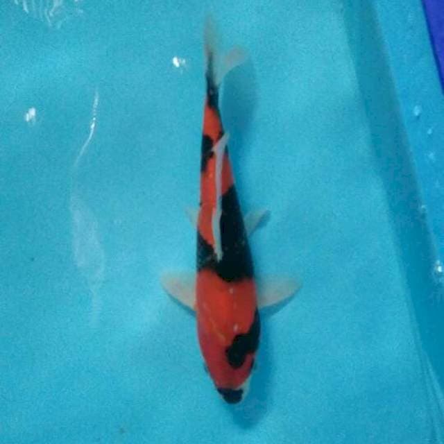 showa soft 26cm