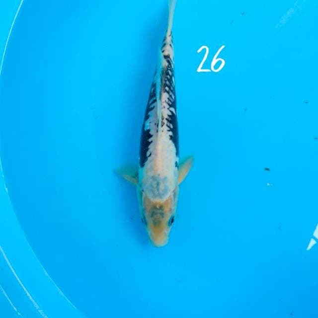 kumonryu 26 cm