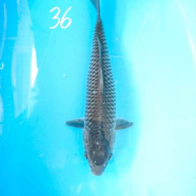 soragoi 36 cm ( korban php whyadi)