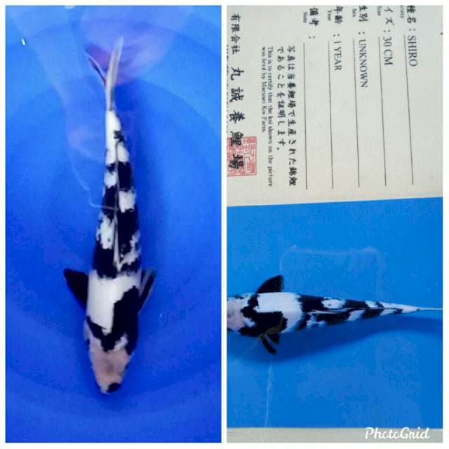 Shiro import marusei farm