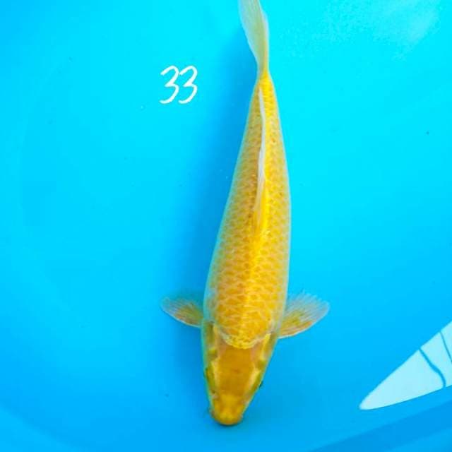 karashi berpunuk 33 cm