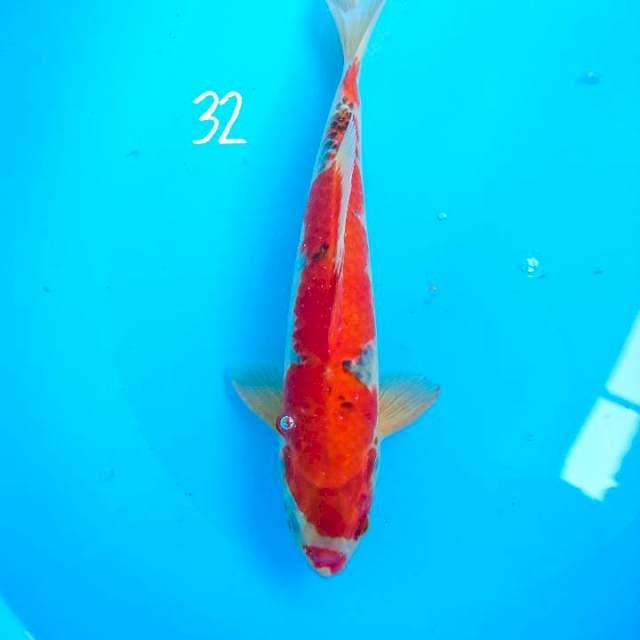 goshiki 32 cm