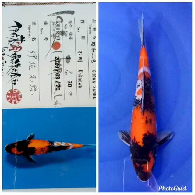 Showa jumbo tosai isa farm