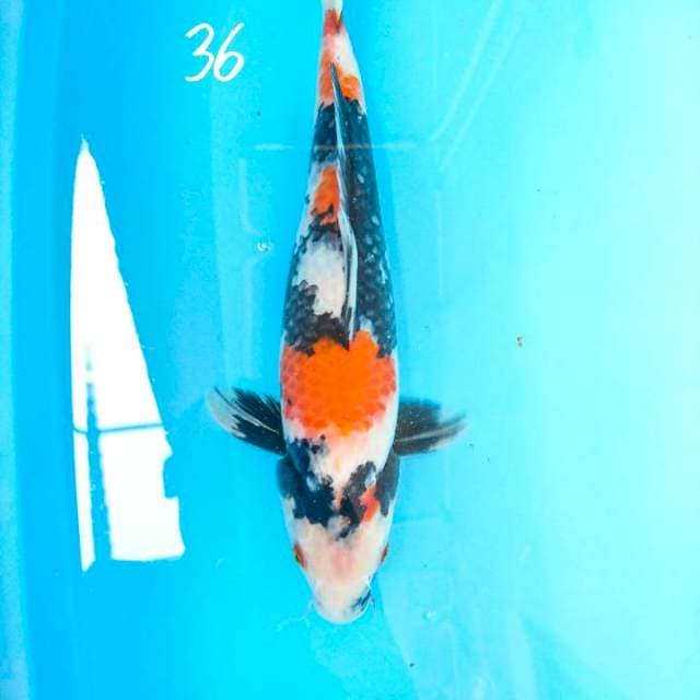 showa 36 cm
