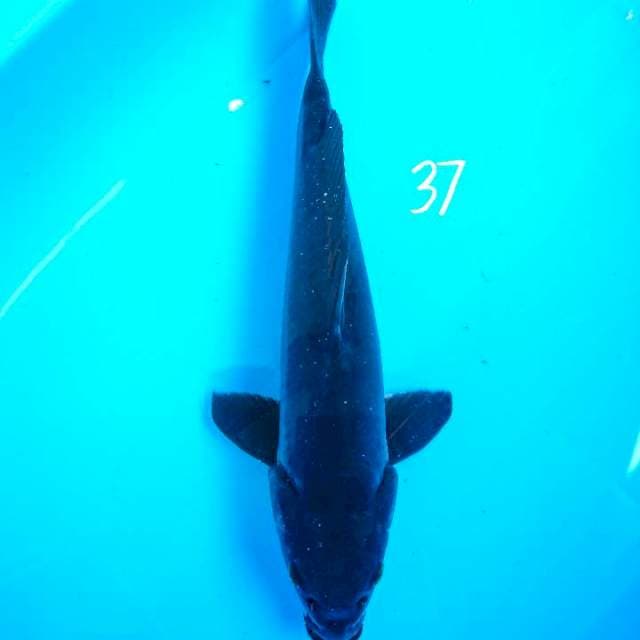 karasu mata merah 37 cm