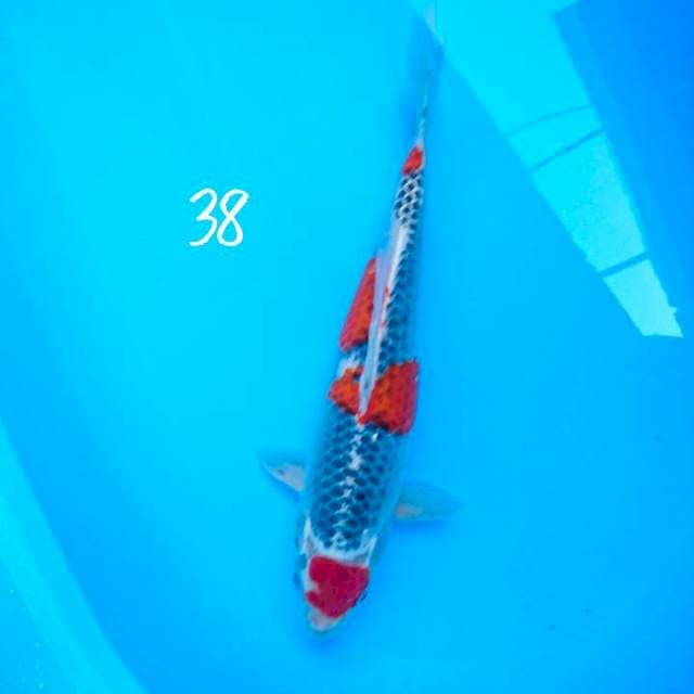 maruten ghosiki 38 cm
