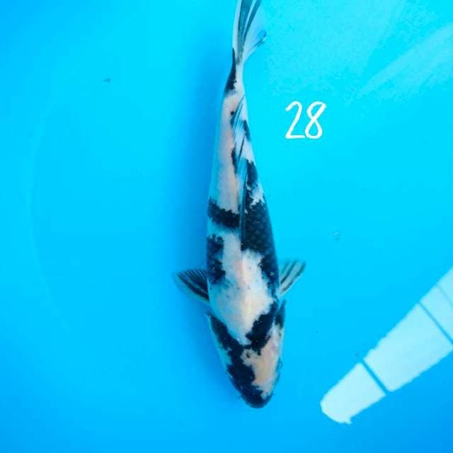 shiro istimewa 28 cm