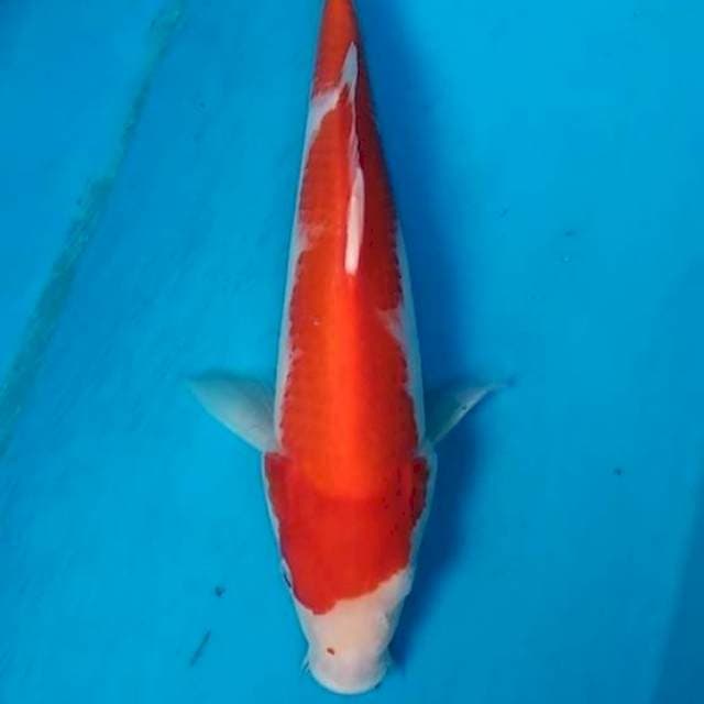 Kohaku 30cm