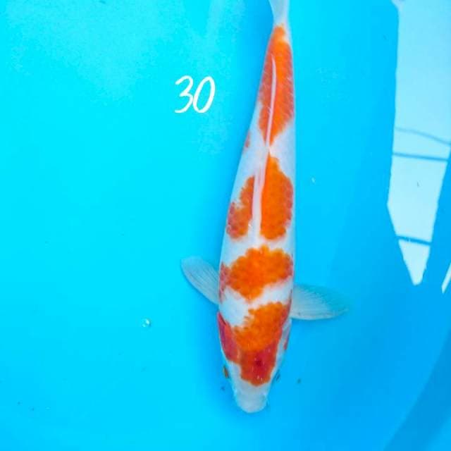 kohaku 30 cm